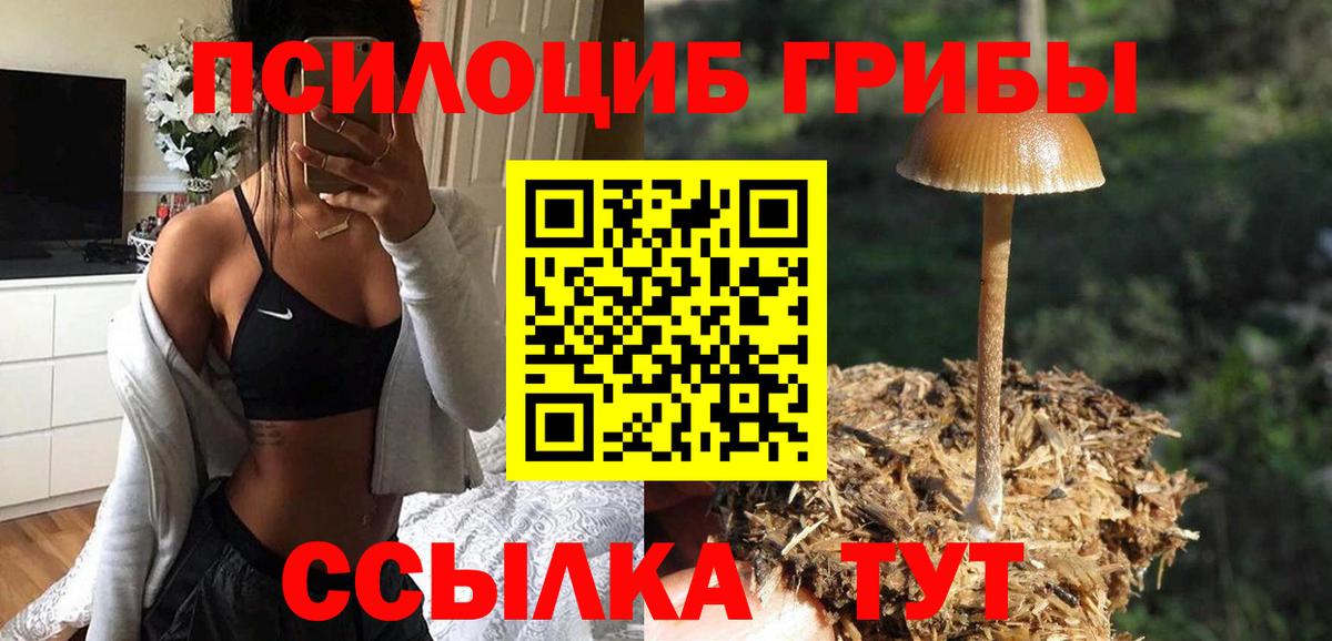 Псилоцибиновые грибы Cubensis Тосно